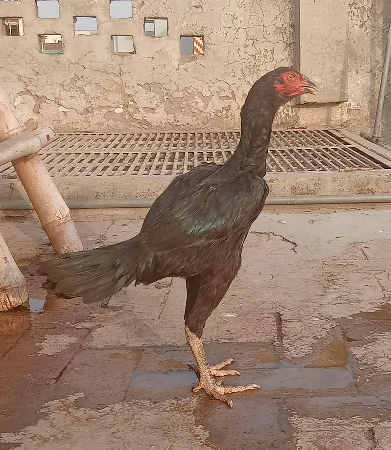 Burmi cross Aseel pathy for sale — photo 11