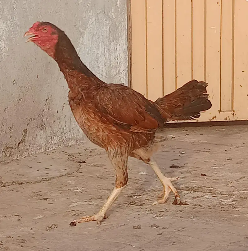 Burmi cross Aseel pathy for sale — photo 12