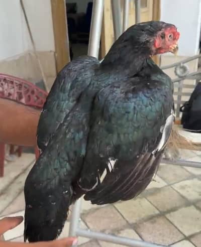 Lassani female
