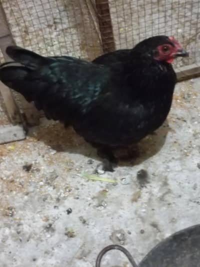 Cochin Bantam Hen for sale
