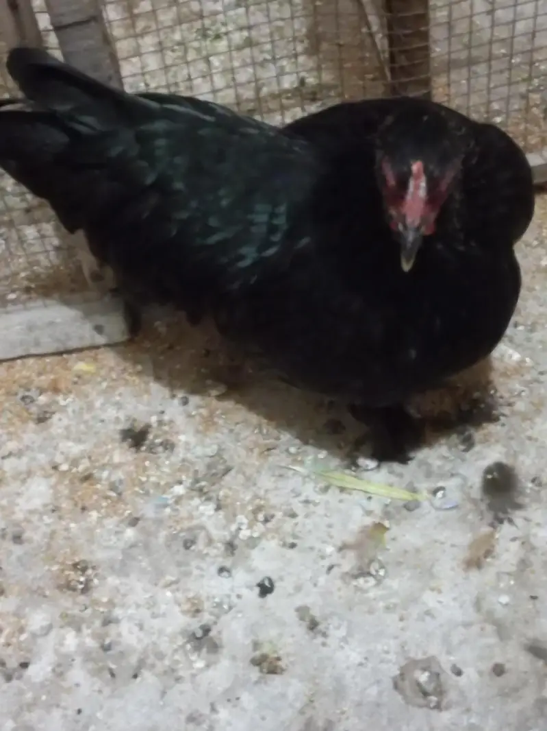 Cochin Bantam Hen for sale — photo 2