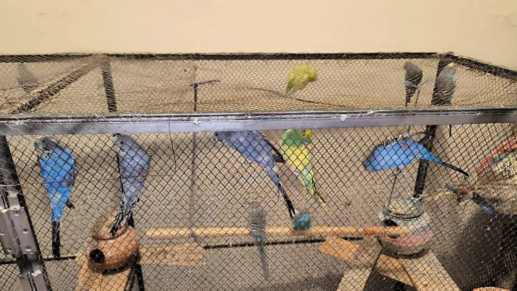 cage for urgent sale — photo 5
