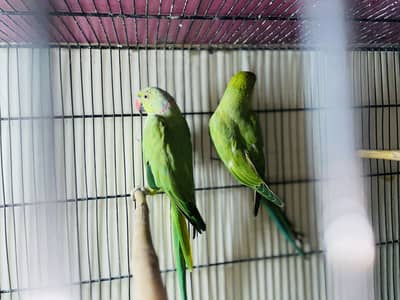 Ringneck breeder pair for sale Jumbo size