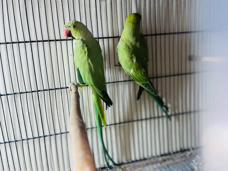 Ringneck breeder pair for sale Jumbo size — photo 2