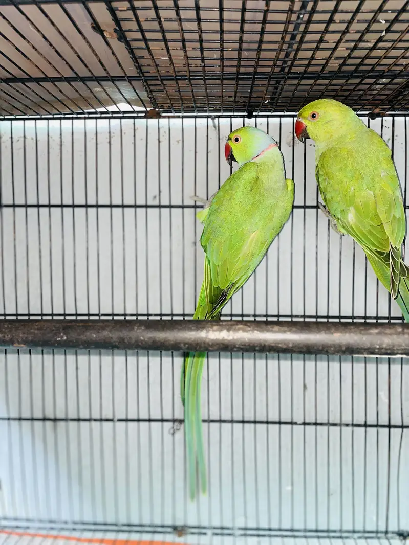 Ringneck breeder pair for sale Jumbo size — photo 4