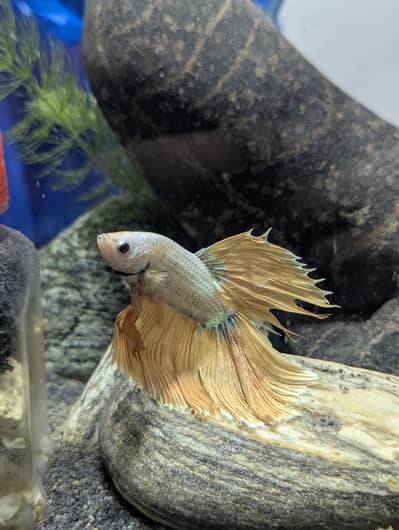 Beautiful and Rare color Golden betta fish