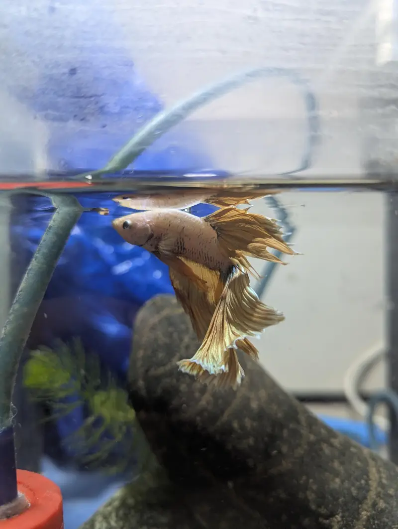 Beautiful and Rare color Golden betta fish — photo 2