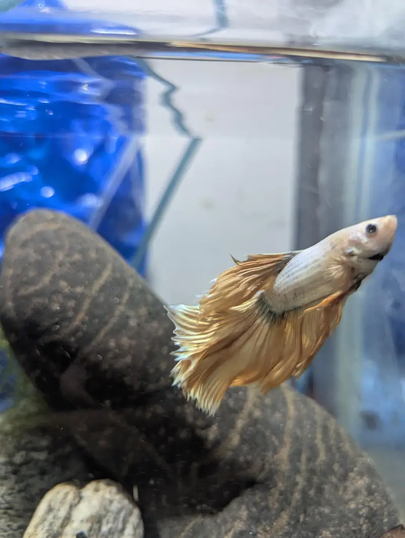 Beautiful and Rare color Golden betta fish — photo 3
