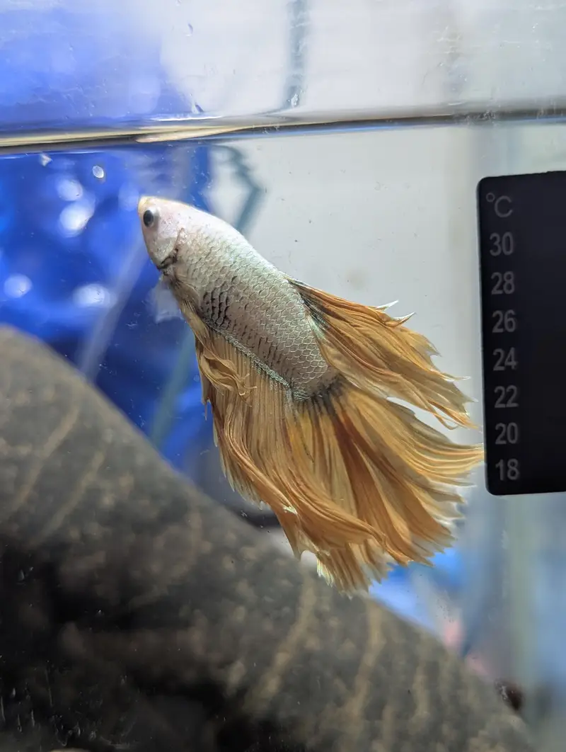 Beautiful and Rare color Golden betta fish — photo 4