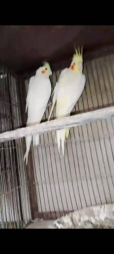 cream cocktail red eye breeder pair available for sale