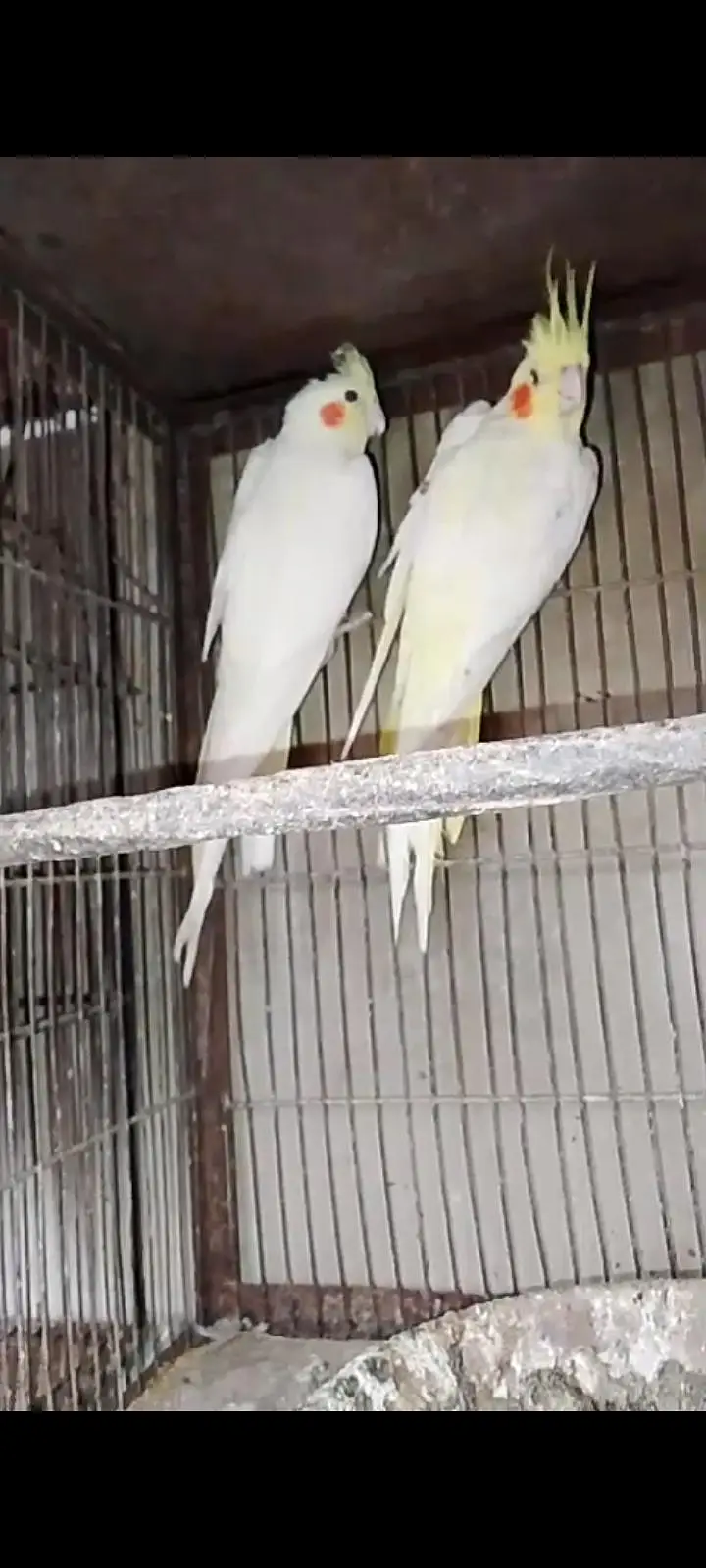 cream cocktail red eye breeder pair available for sale — photo 2