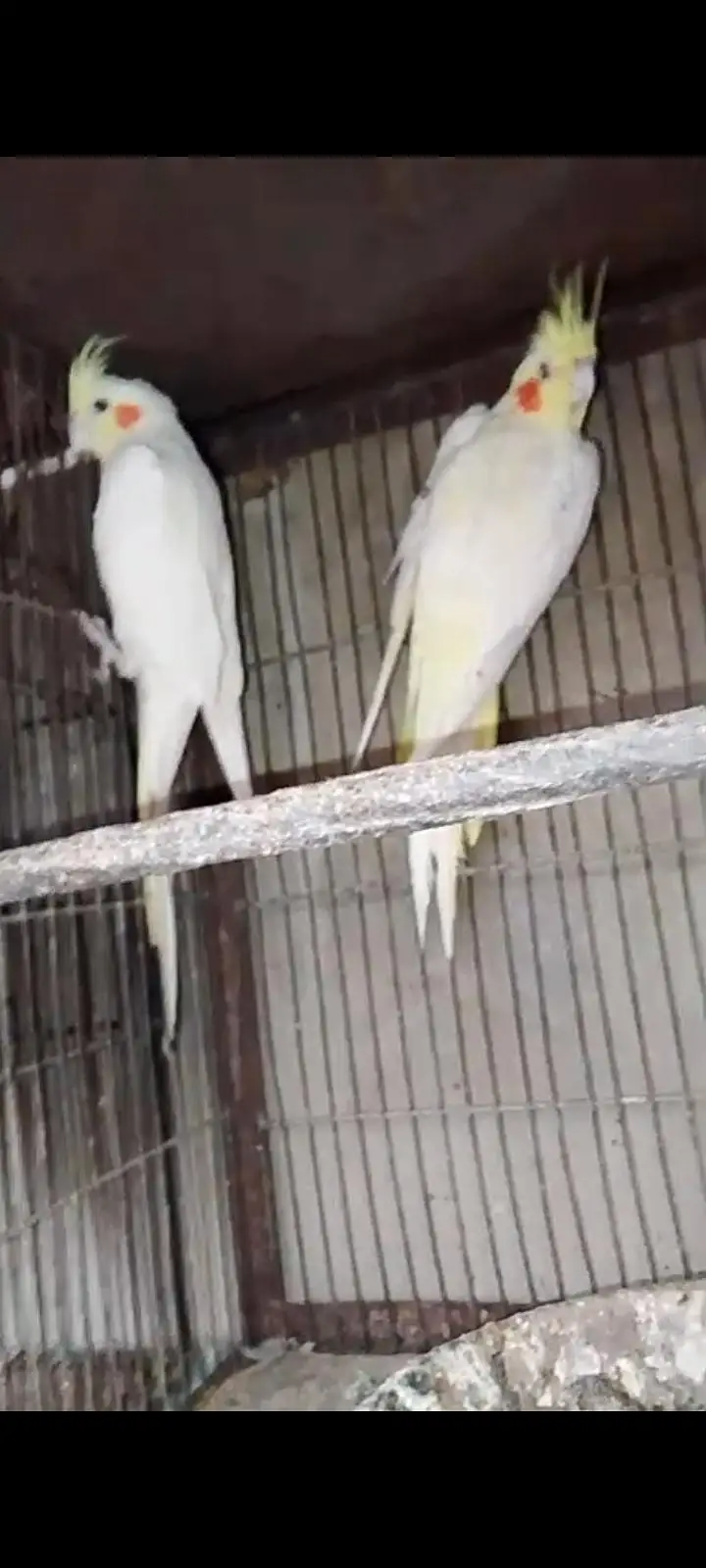 cream cocktail red eye breeder pair available for sale — photo 3