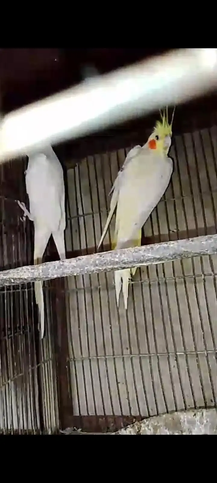 cream cocktail red eye breeder pair available for sale — photo 4