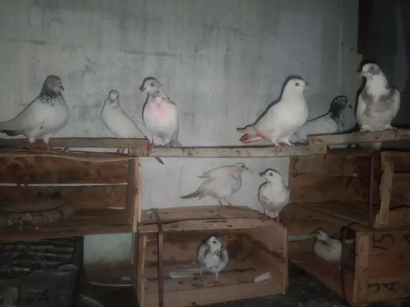 high flyer pigeon 031210/909/40 — photo 2