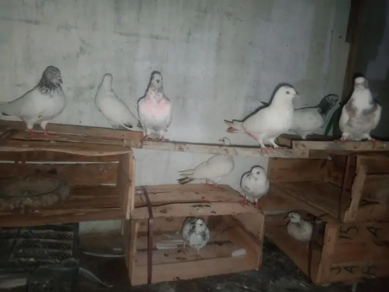 high flyer pigeon 031210/909/40 — photo 3