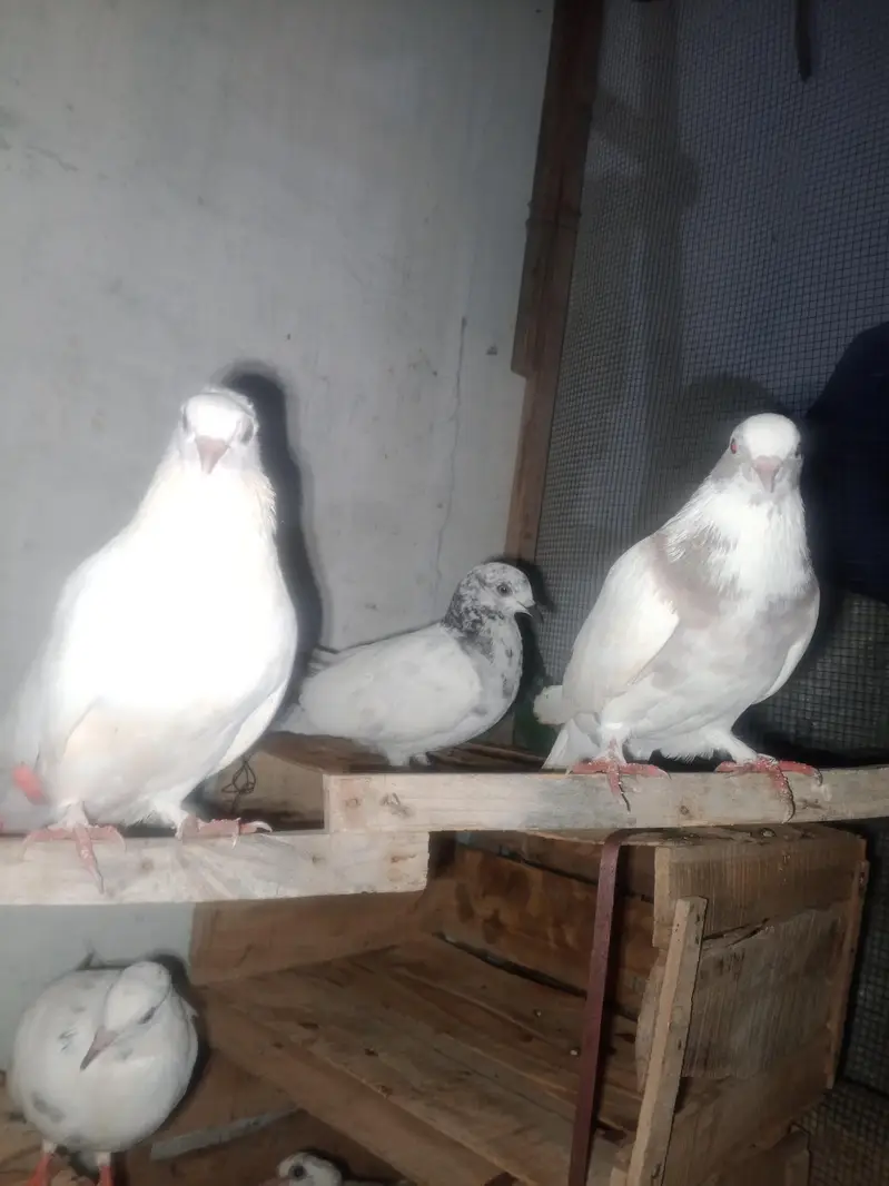 high flyer pigeon 031210/909/40 — photo 4