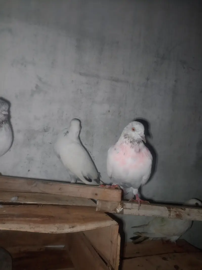 high flyer pigeon 031210/909/40 — photo 6