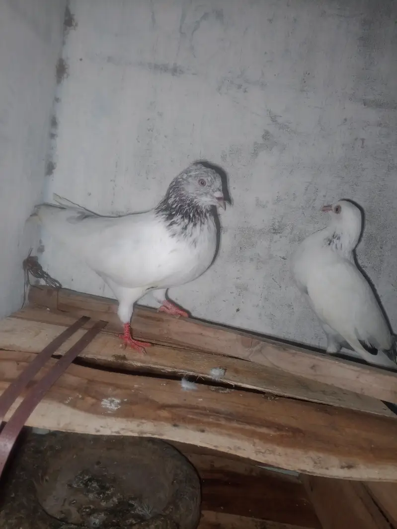 high flyer pigeon 031210/909/40 — photo 7