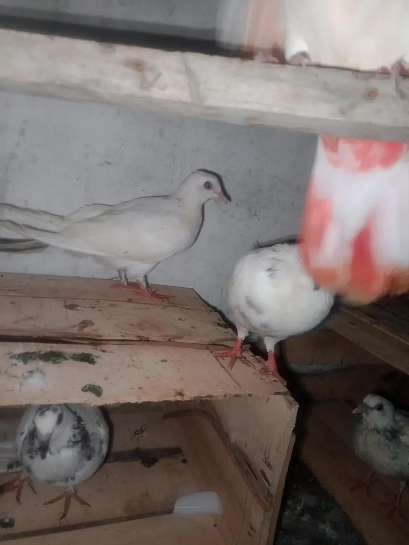 high flyer pigeon 031210/909/40 — photo 9