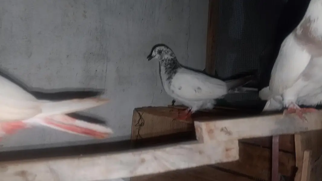 high flyer pigeon 031210/909/40 — photo 10
