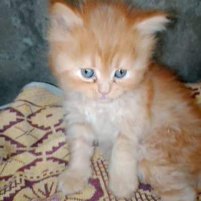Persian cat for sale male female vaccine clear 0325=80=19836=