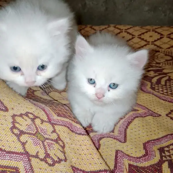 Persian cat for sale male female vaccine clear 0325=80=19836= — photo 2