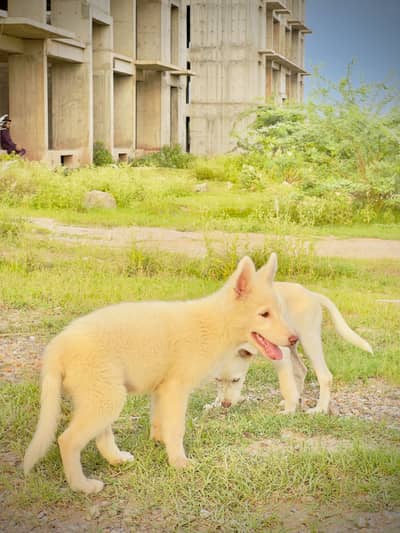 husky pair