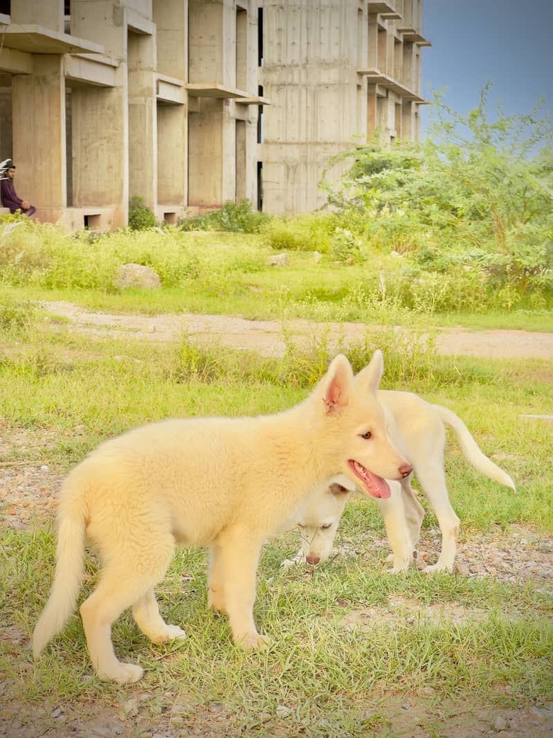 husky pair 0
