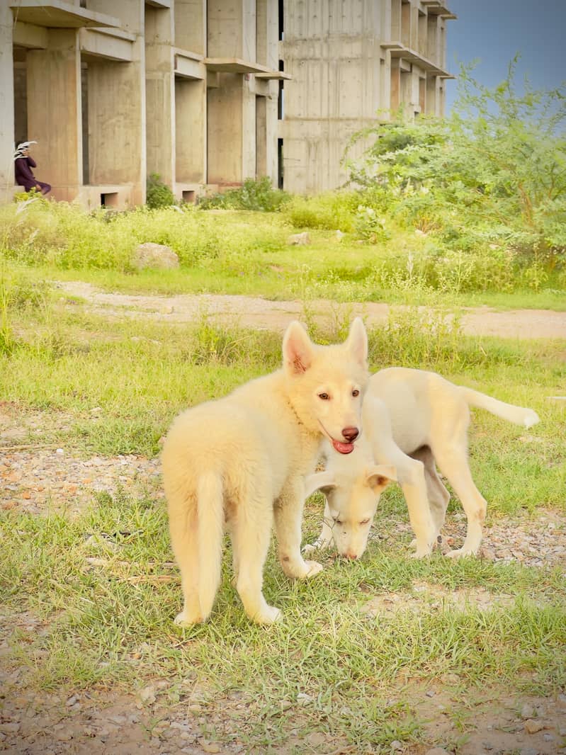 husky pair 1