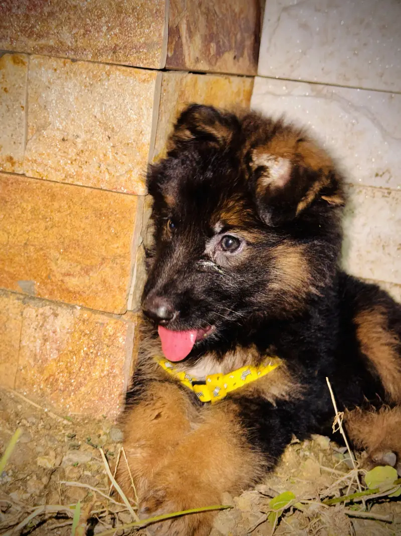Black brown German — photo 4