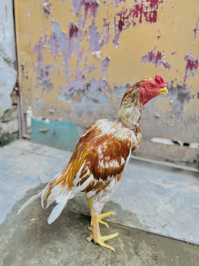 High quality murga available