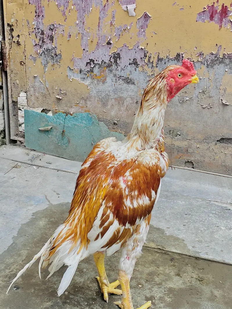 High quality murga available — photo 2