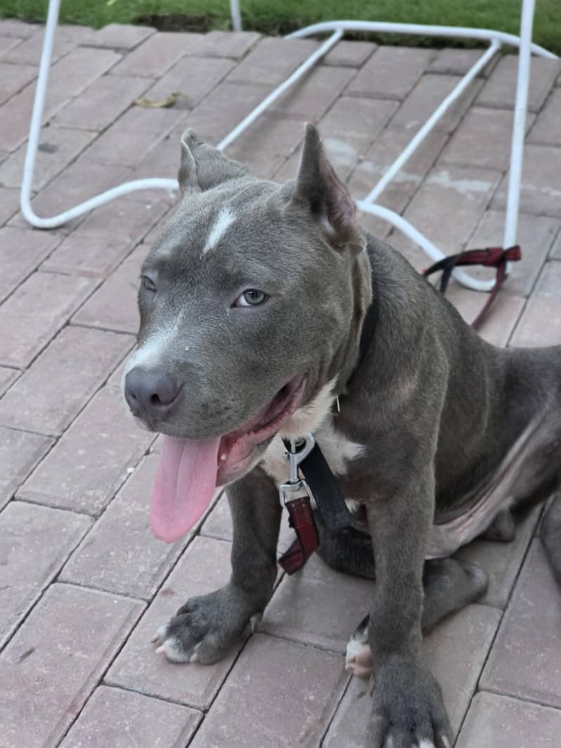 PITBULL 0