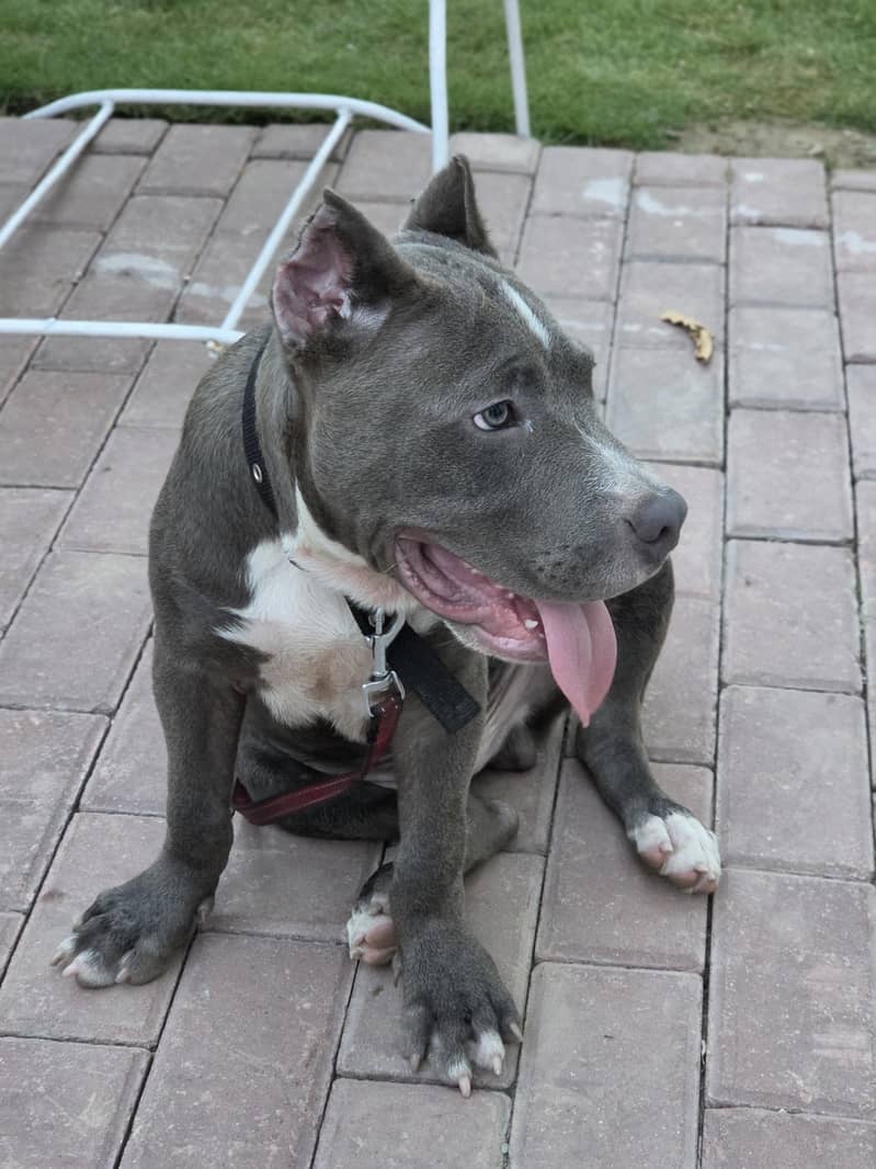 PITBULL 1