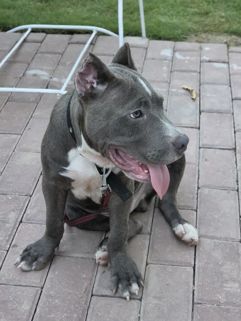 PITBULL — photo 2