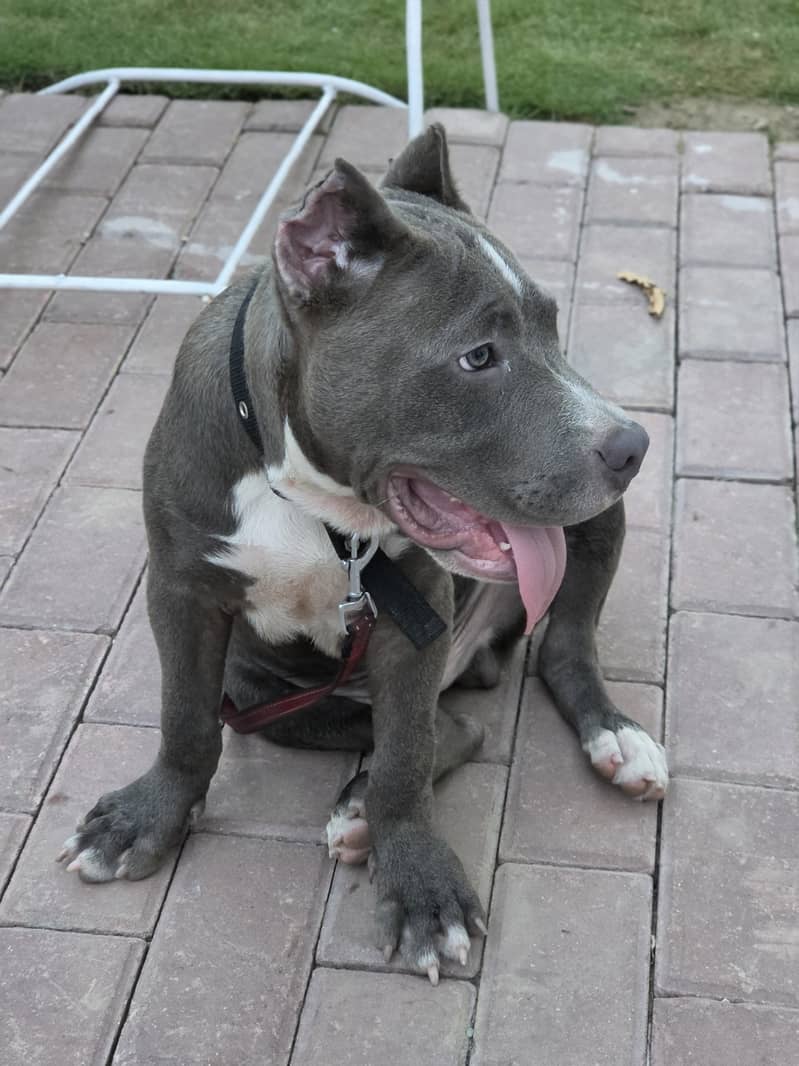 PITBULL 2