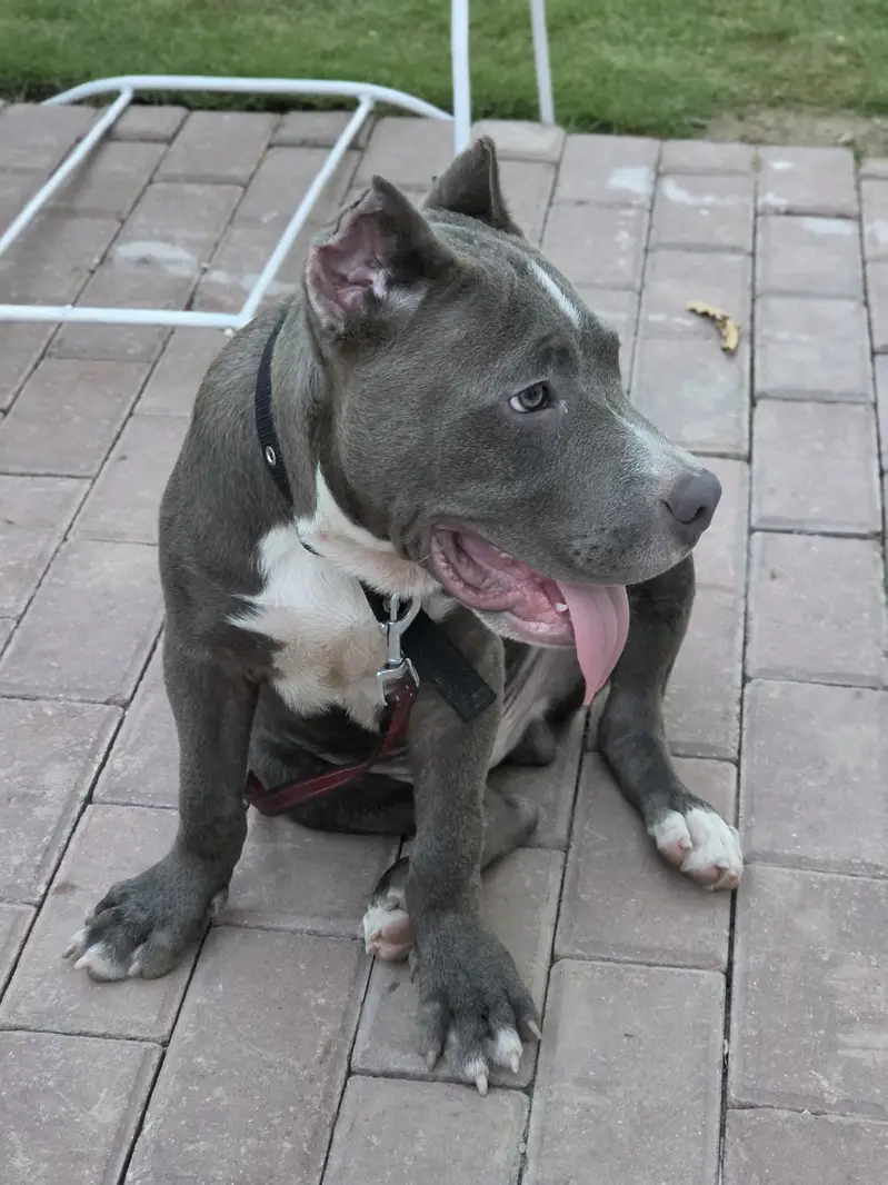 PITBULL — photo 3