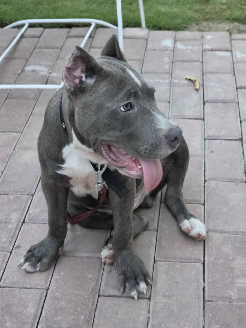 PITBULL 3