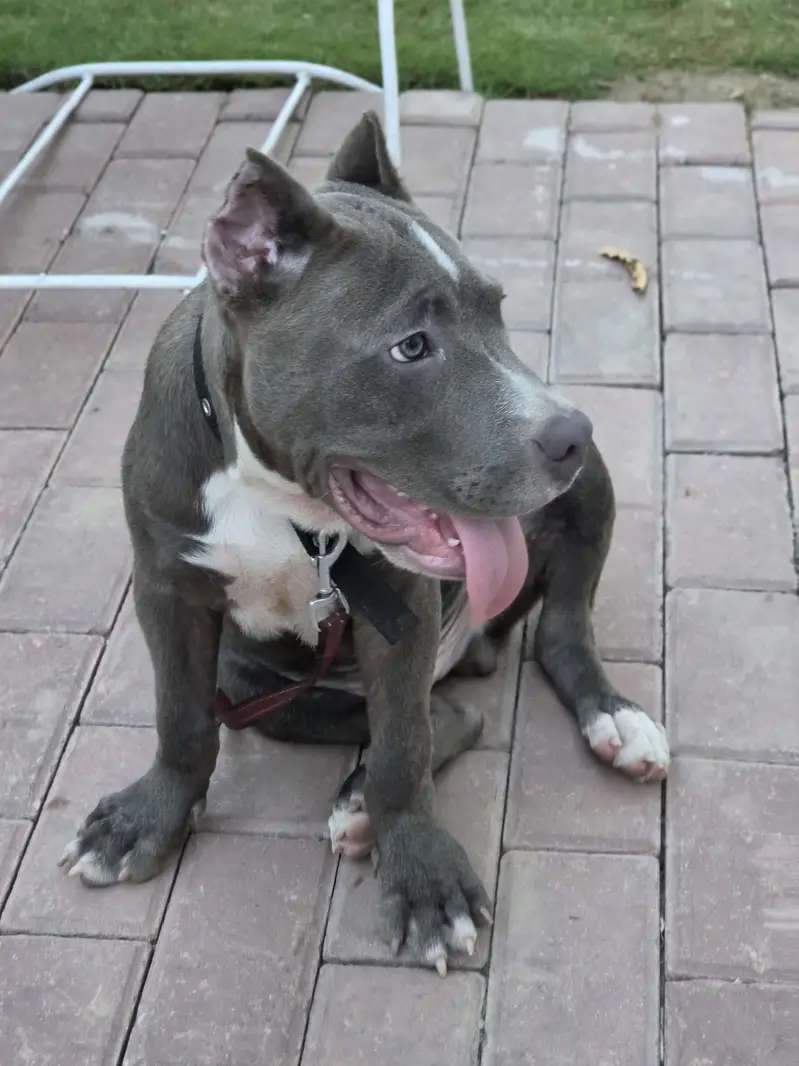 PITBULL — photo 4