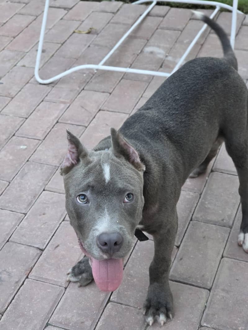 PITBULL 4