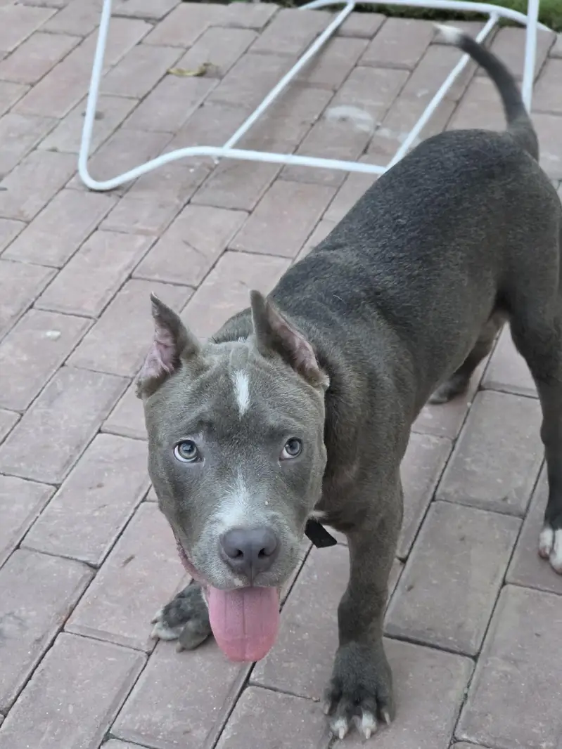 PITBULL — photo 5