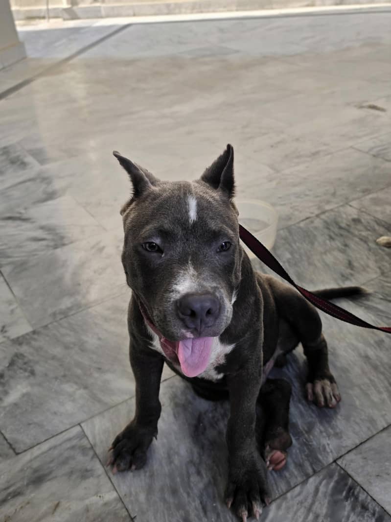 PITBULL 5