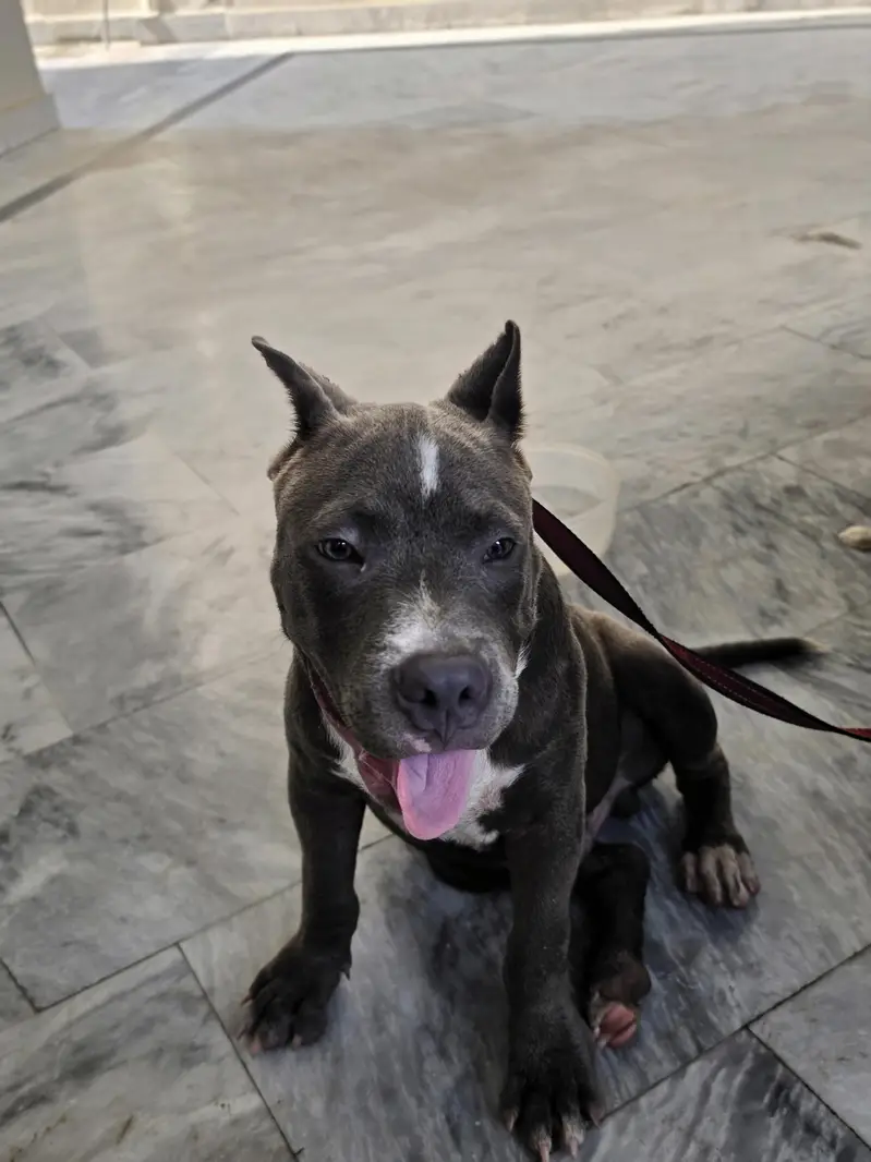PITBULL — photo 6