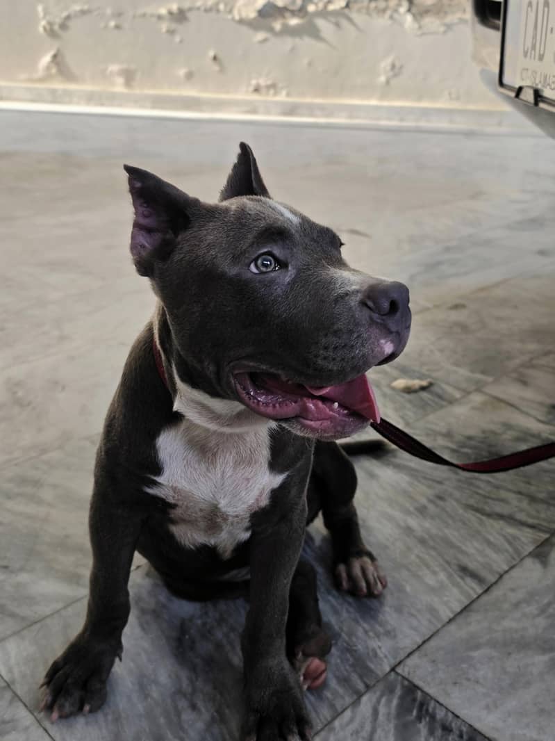 PITBULL 6