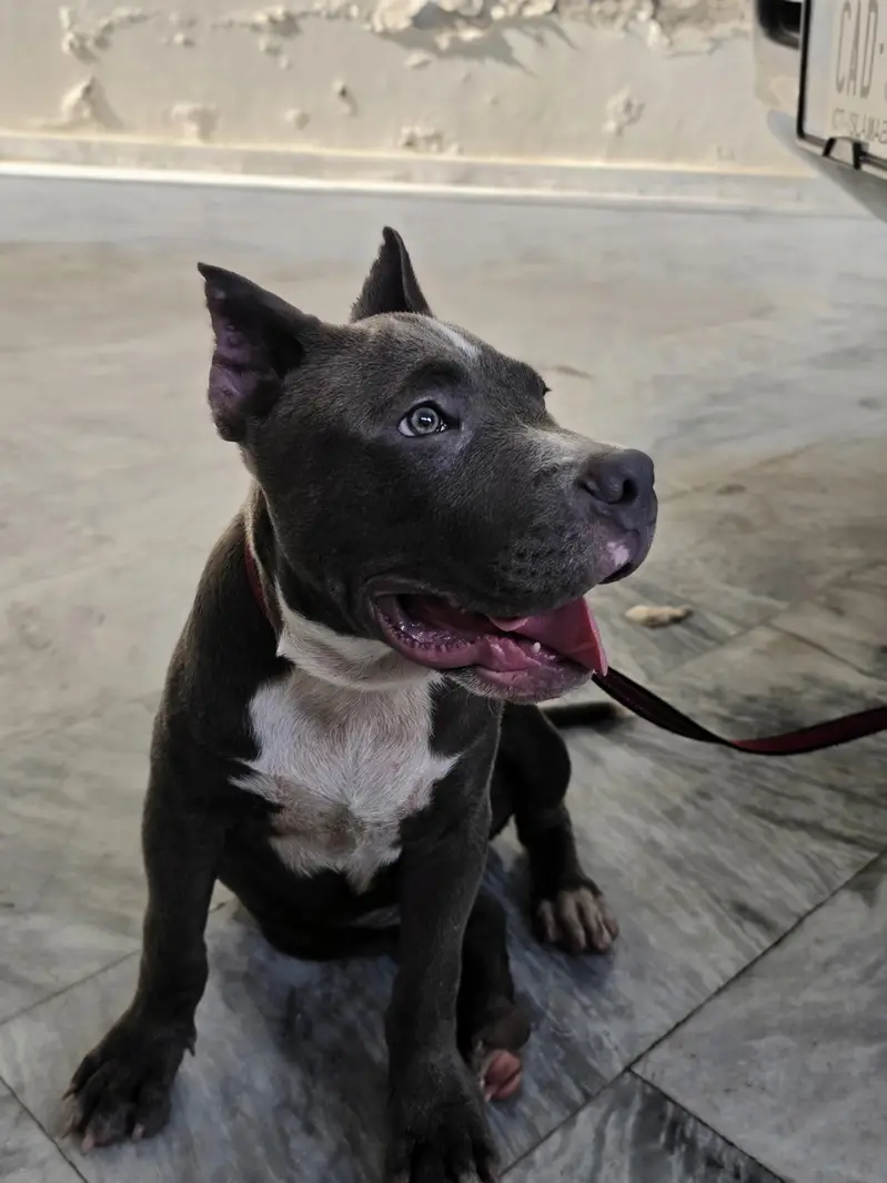 PITBULL — photo 7