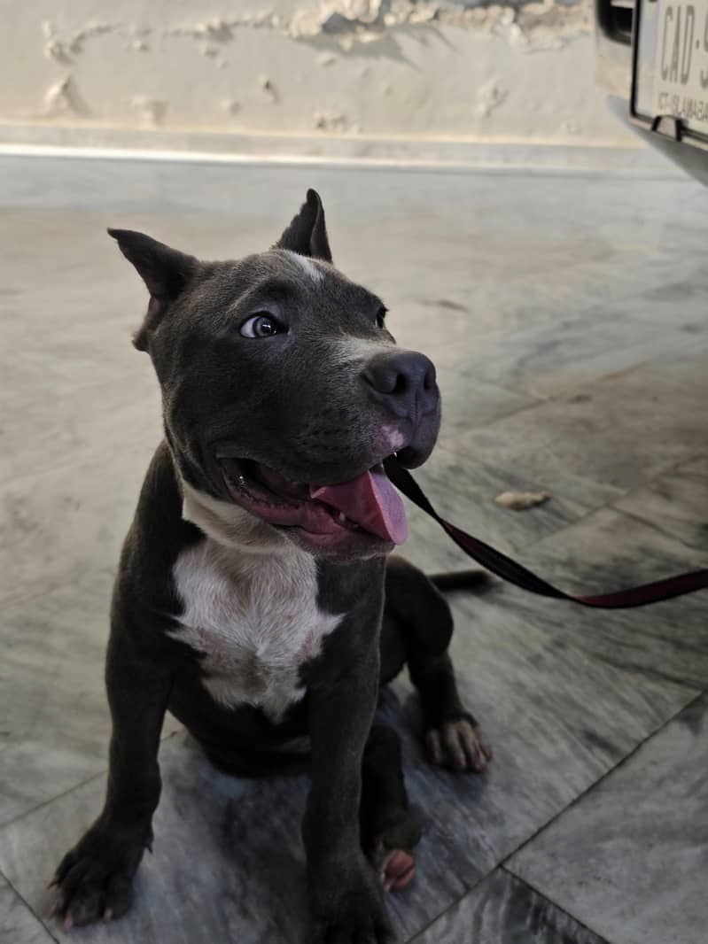PITBULL 7