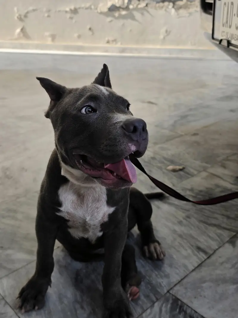 PITBULL — photo 8