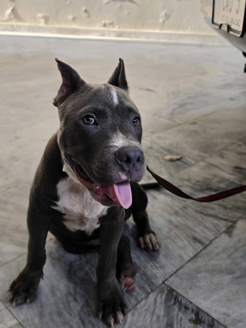 PITBULL 8