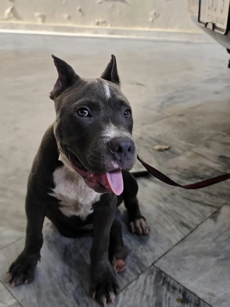 PITBULL — photo 9
