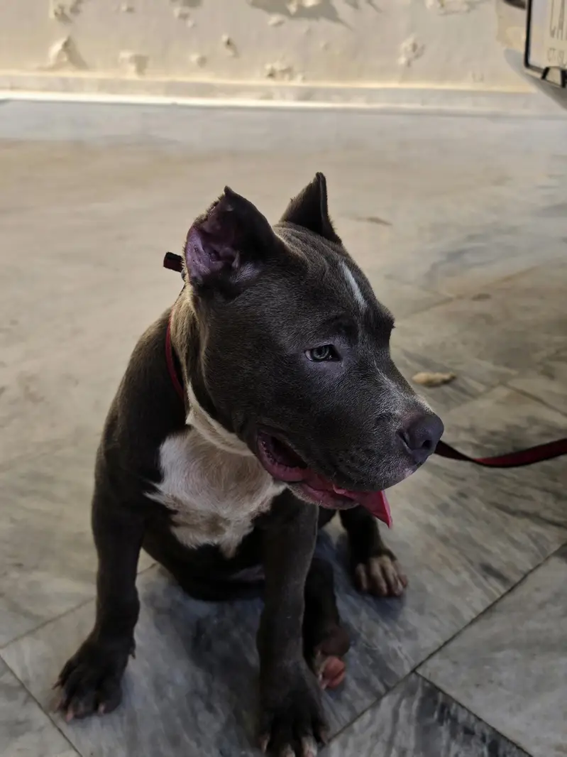 PITBULL — photo 10